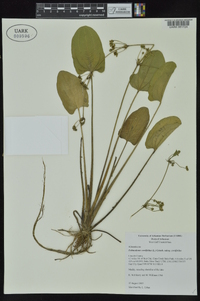 Echinodorus cordifolius image