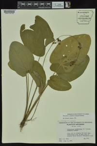 Echinodorus cordifolius image