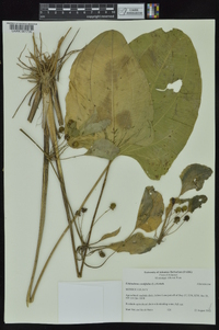 Echinodorus cordifolius image