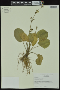 Echinodorus cordifolius image