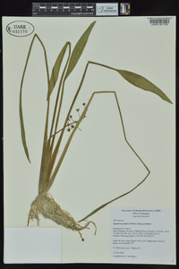 Sagittaria graminea image