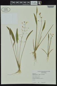 Sagittaria graminea image