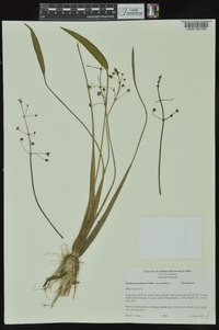 Sagittaria graminea image