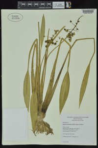 Sagittaria graminea subsp. graminea image