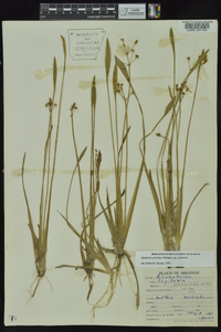 Sagittaria graminea image