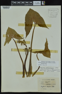 Sagittaria montevidensis subsp. calycina image