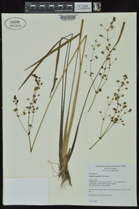 Sagittaria papillosa image