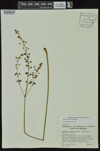 Sagittaria papillosa image