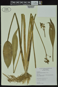 Sagittaria platyphylla image