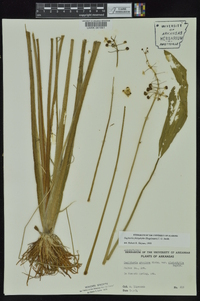 Sagittaria platyphylla image