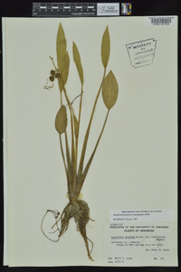 Sagittaria platyphylla image