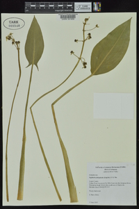 Sagittaria platyphylla image