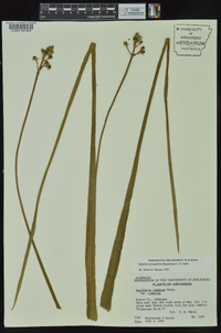 Sagittaria platyphylla image