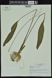 Sagittaria platyphylla image