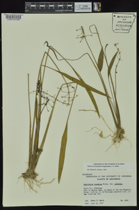 Sagittaria platyphylla image