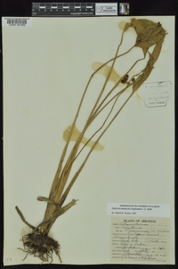 Sagittaria platyphylla image