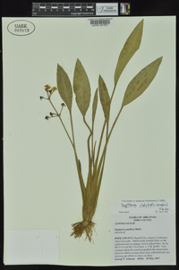 Sagittaria platyphylla image