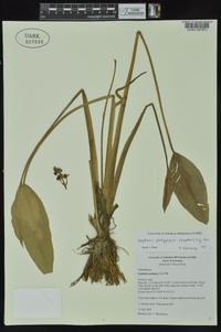 Sagittaria platyphylla image