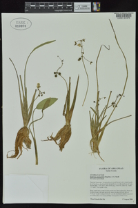 Sagittaria platyphylla image