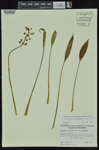 Sagittaria platyphylla image