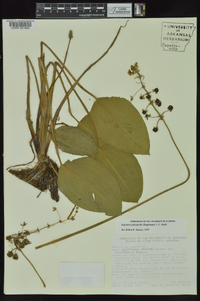 Sagittaria platyphylla image