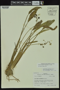 Sagittaria platyphylla image