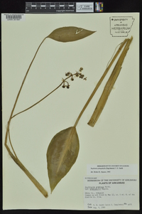 Sagittaria platyphylla image