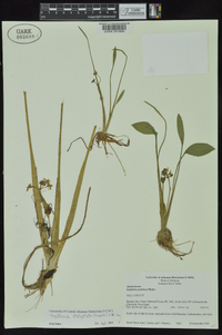 Sagittaria platyphylla image