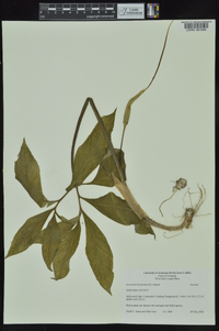 Arisaema dracontium image