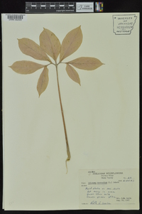 Arisaema dracontium image