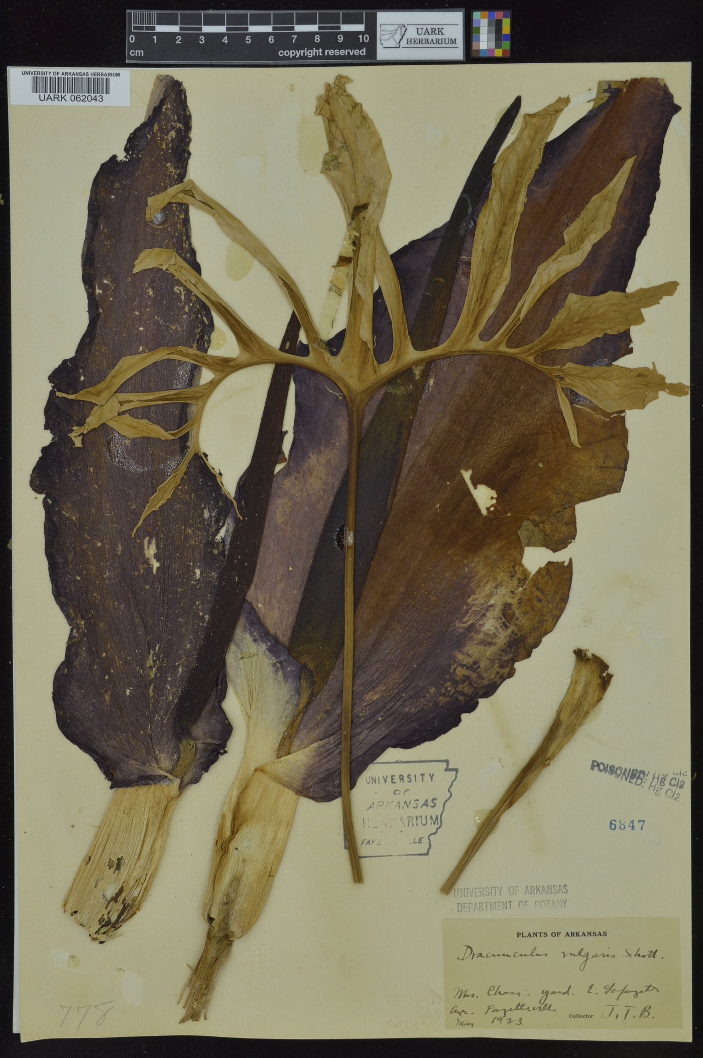 Dracunculus vulgaris image
