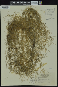 Tillandsia usneoides image