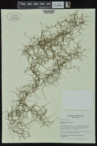 Tillandsia usneoides image