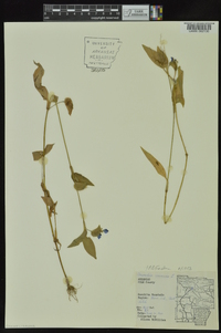 Commelina communis image