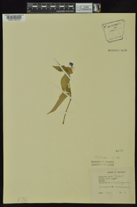 Commelina communis image