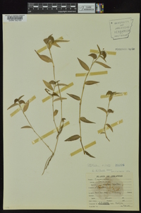 Commelina diffusa image