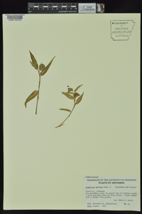 Commelina diffusa var. diffusa image