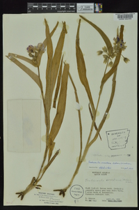 Tradescantia ernestiana image