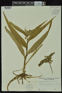 Tradescantia ernestiana image