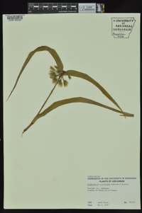 Tradescantia ernestiana image