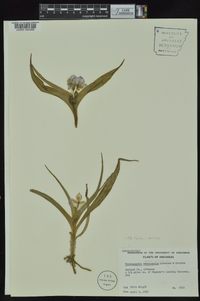 Tradescantia ernestiana image