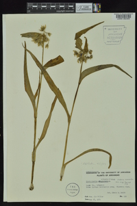 Tradescantia ernestiana image