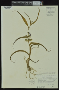 Tradescantia ernestiana image