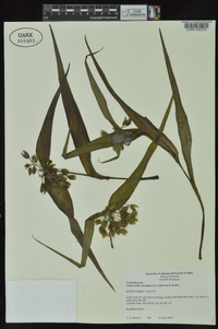 Tradescantia ernestiana image