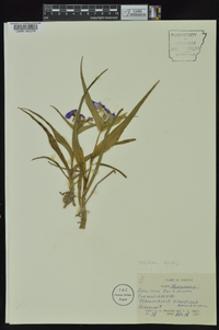 Tradescantia ernestiana image