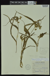 Tradescantia ernestiana image