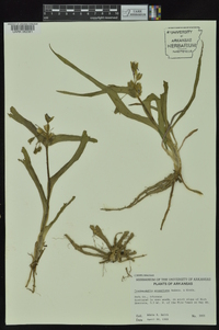 Tradescantia ernestiana image