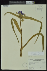 Tradescantia ernestiana image