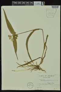 Tradescantia ernestiana image