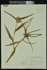 Tradescantia ernestiana image